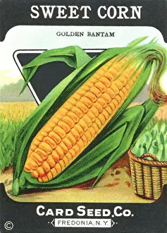 Seeds Prints: Vintage sweetcorn seed packet
