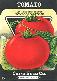 Seeds Collection: Vintage tomato seed packet