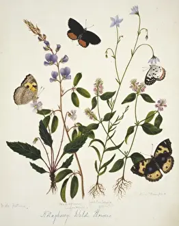 Viola patrinii and wild flowers