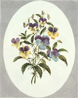 Viola Prints: Viola sp