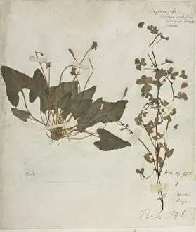 Viola sp