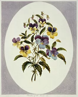 Rosid Gallery: Viola tricolor, heartsease