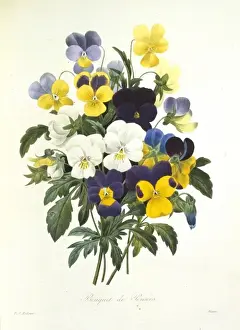 Redoute Prints: Viola tricolor, pansy