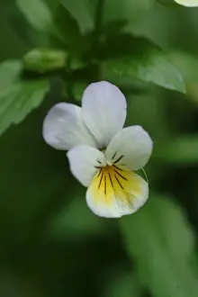 Viola Prints: Viola tricolor, wild pansy