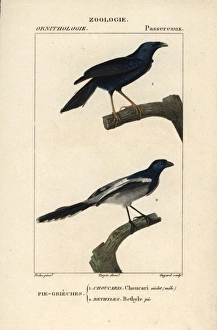 Violaceous crow, Corvus violaceus, and magpie Violaceous crow, Corvus violaceus, and magpie