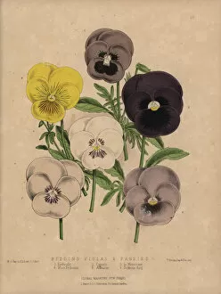 Pansies Gallery: Violas and pansies: Eyebright, Canary, In Memoriam