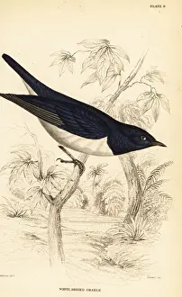 Violet Prints: Violet-backed starling, Cinnyricinclus leucogaster