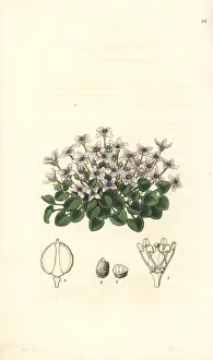 Cress Collection: Violet cress, Cochlearia acaulis