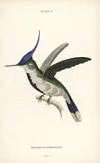 Ornithology Prints: Violet-crested plovercrest, Stephanoxis lalandi loddigesii