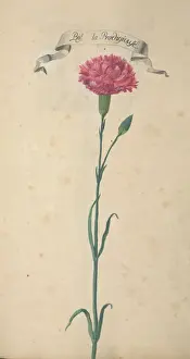 Caryophyllales Prints: Violet Cron
