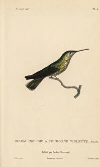 Amazilia Gallery: Violet-crowned hummingbird, Amazilia violiceps, female