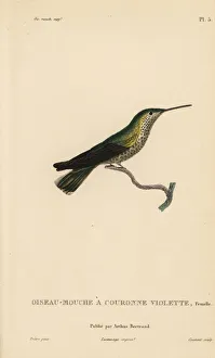 Primevere Collection: Violet-crowned hummingbird, Amazilia violiceps, female