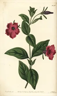 Sydenhamedwards Prints: Violet-flowered petunia, Petunia integrifolia