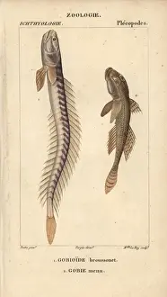 Minutus Prints: Violet goby or Broussonets goby, Gobioides