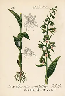 Schlechtendal Prints: Violet helleborine, Epipactis purpurata