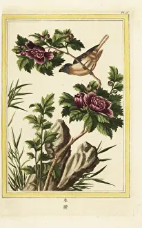 Hibiscus Prints: Violet hibiscus, Hibiscus syriacus