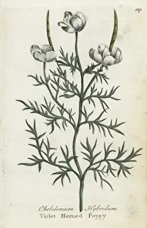 Joshuahamilton Prints: Violet horned poppy, Roemeria hybrida