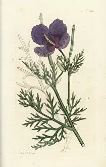 Horned Collection: Violet horned poppy, Roemeria hybrida