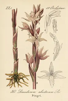 Schlechtendal Prints: Violet limodore orchid, Limodorum abortivum