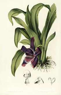 Violacea Collection: Violet pescatoria orchid, Pescatoria violacea