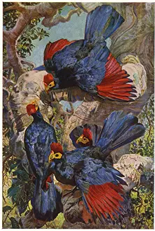 Plantain Prints: Violet Plantain Eaters - by Sir H H Johnston
