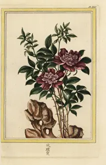 Precieuse Prints: Violet rose, Rosa species