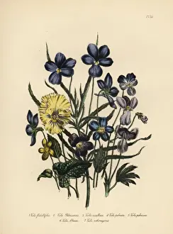 Violet Prints: Violet species