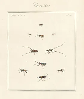 Cerambyx Prints: Violet tanbark, timberman, longhorn beetles, etc
