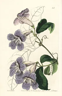 Drake Gallery: Violet trumpet vine, Bignonia callistegioides