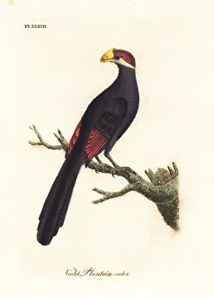 Violacea Collection: Violet turaco, Musophaga violacea