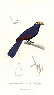 Violet turaco, Musophaga violacea
