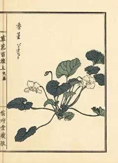 Kusabanahyakushu Prints: Violet, Viola mandshurica