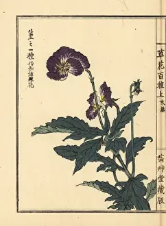 Violet, Viola species