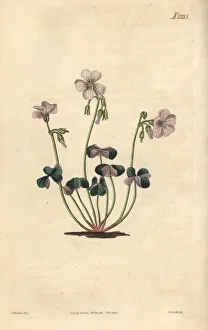 Violacea Collection: Violet wood-sorrel, Oxalis violacea
