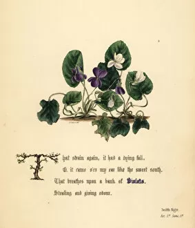 Jane Gallery: Violets (Twelfth Night)