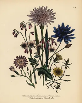 Alba Gallery: Viper grass, lettuce and catananche species