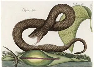 Viper Prints: Vipera Fusca / Col