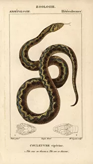 Maura Collection: Viperine water snake, Natrix maura