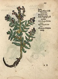 Vipers bugloss, Echium vulgare