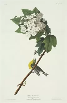 Hydrangea Collection: Vireo flavifrons, yellow-throated vireo