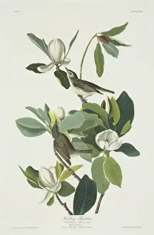 Magnoliid Prints: Vireo gilvus, warbling vireo