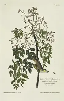 Eyed Prints: Vireo griseus, white-eyed vireo