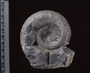 Ammonite Gallery: Virgatosphinctes, ammonite