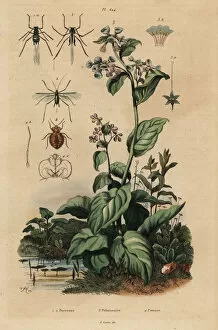 Virginia bluebells, aphids and bedbug