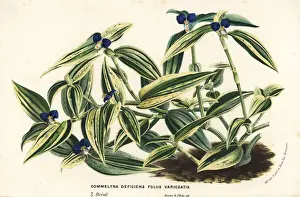 Virginica Prints: Virginia dayflower, Commelina virginica