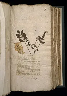Herbarium Prints: Virginia Locus Tree