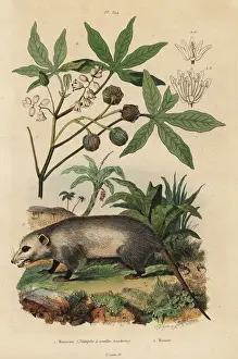 Cassava Prints: Virginia opossum and cassava