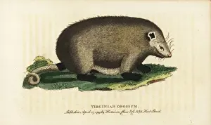 Naturalistspocketmagazine Prints: Virginia opossum, Didelphis virginiana