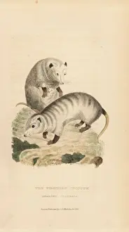 Virginia opossum, Didelphis virginiana