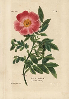 Manuel Collection: Virginia rose, Rosa lucida